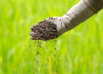 UPDATE ON THE SUMMER AND WINTER CROPS MARKETING