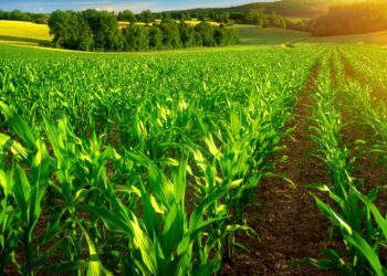 UPDATE ON THE SUMMER AND WINTER CROPS MARKETING