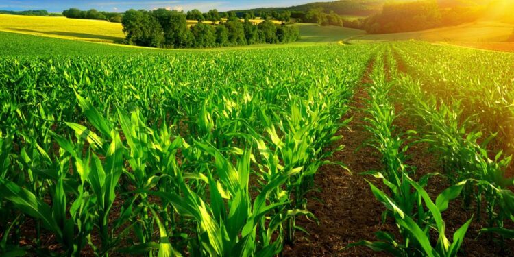 UPDATE ON THE SUMMER AND WINTER CROPS MARKETING