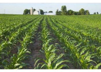 Mutasa District covers much ground in maize and tobacco