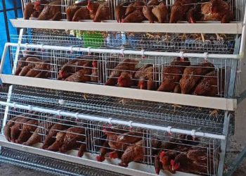 TRM,Canadian Embassy join forces for youth empowerement through CFLI support