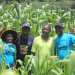 Deaf Ministry Farming Project Brings Hope to Mutare