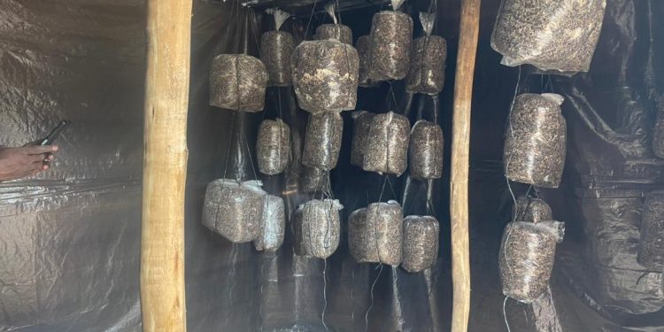 Mushroom farming a lucrative business opportunity, let the community converge and learn,- Mahamba