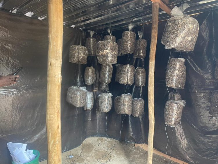 Mushroom farming a lucrative business opportunity, let the community converge and learn,- Mahamba