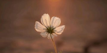 Words of comfort and hope
